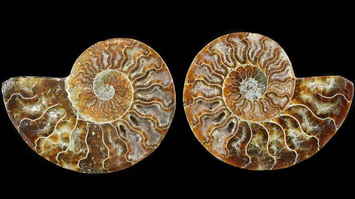 Sliced Fossil Ammonite Pair - Crystal Chambers #46506